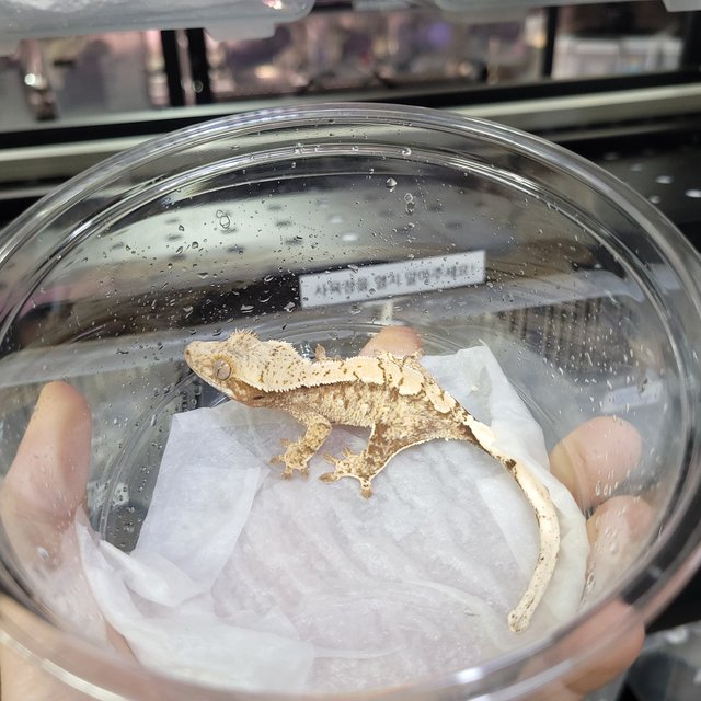 드리피 화이트스팟