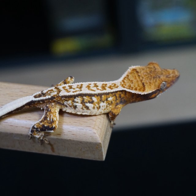 핀스트라이프 트라이 익스트림할리퀸 텐저린