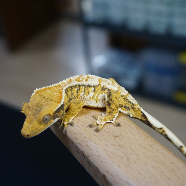 트라이 익스트림할리퀸