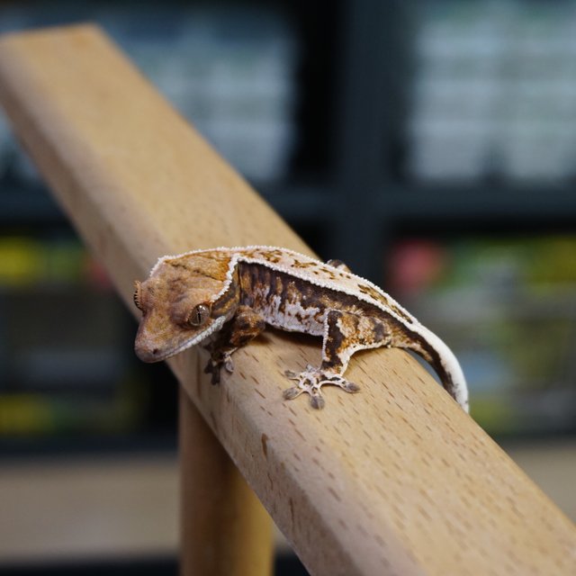 핀스트라이프 트라이 카푸치노