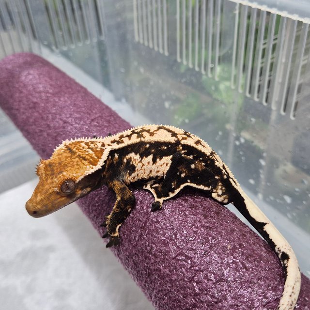 블랙 화이트 트라이