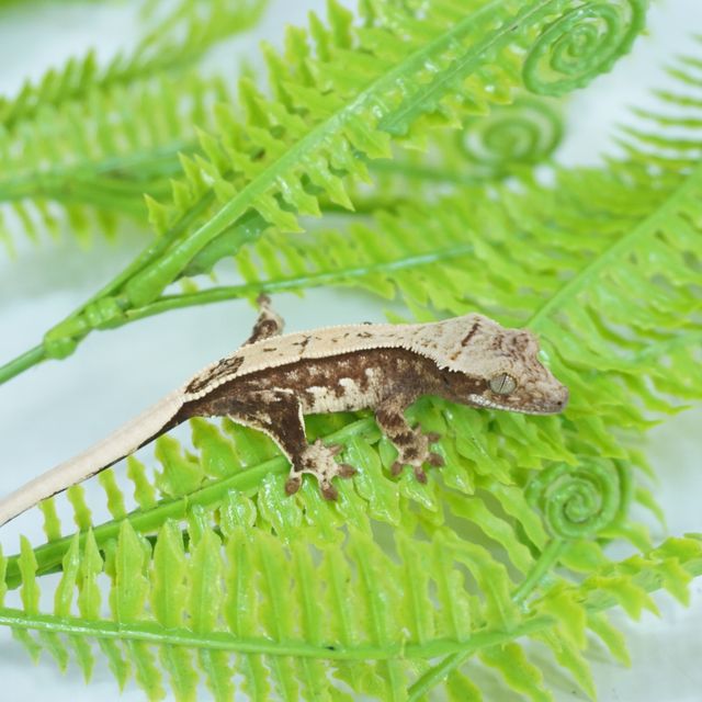 트라이 젠젝스 핀스트라이프
