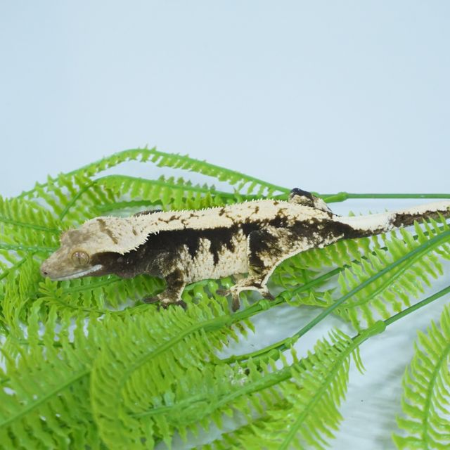 블랙 화이트