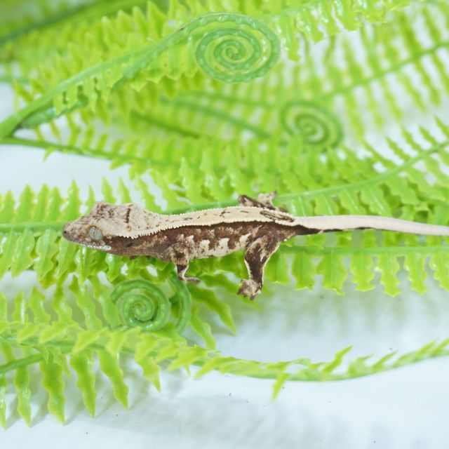 트라이 젠젝스 핀스트라이프