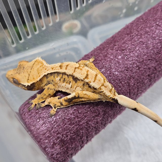 트라이 익스트림할리퀸