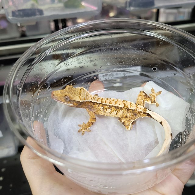 핀스트라이프 트라이 익스트림할리퀸