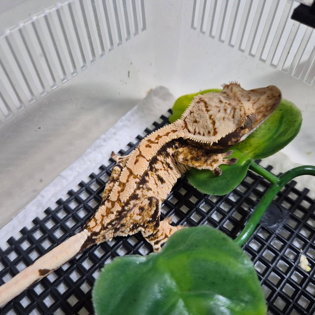 트라이 익스트림할리퀸