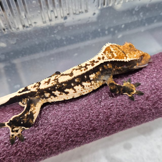 블랙 화이트 트라이