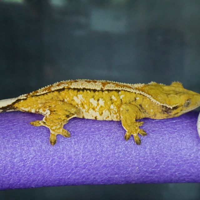 텐저린 핀스트라이프 트라이 익스트림할리퀸