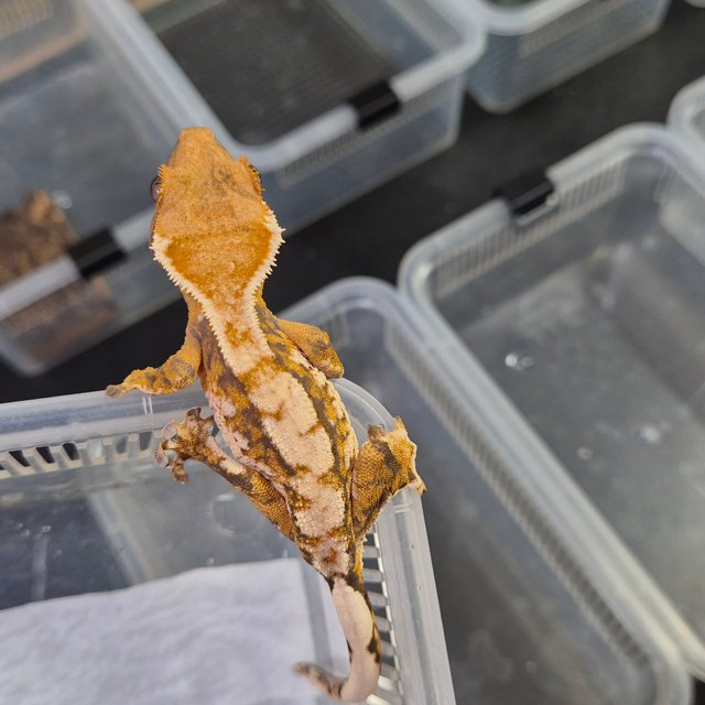 텐저린 트라이 익스트림할리퀸