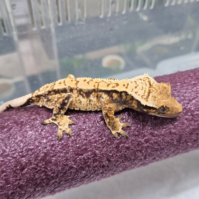 트라이 익스트림할리퀸