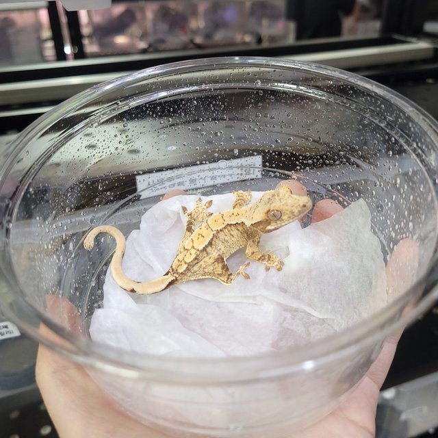 화이트스팟 드리피