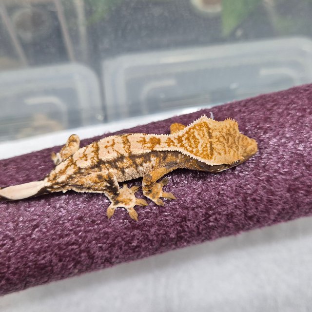 트라이 익스트림할리퀸