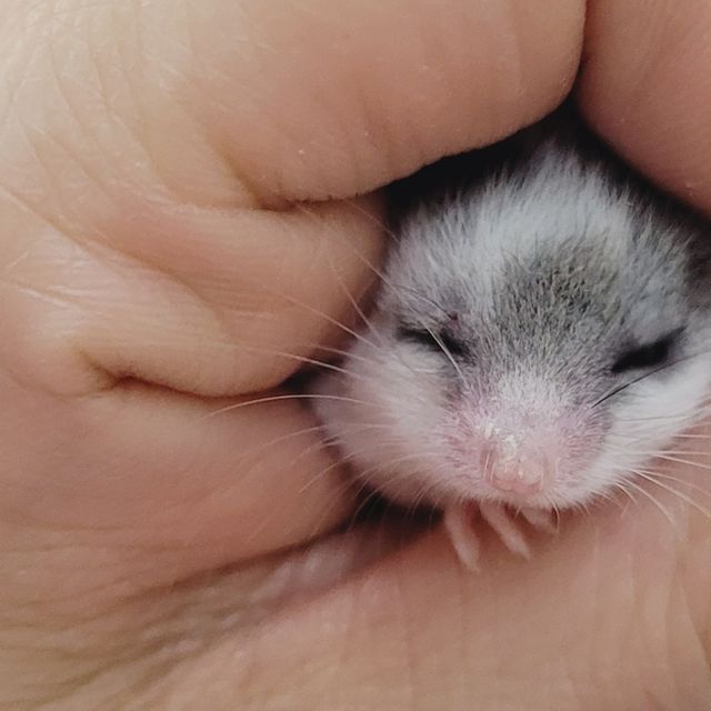 달마시안