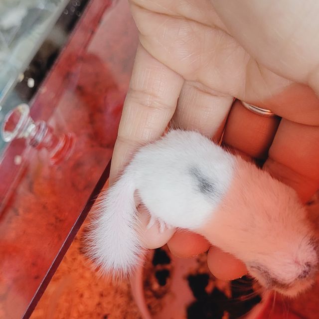 달마시안