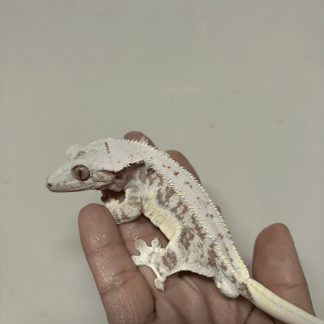 릴리화이트 레드