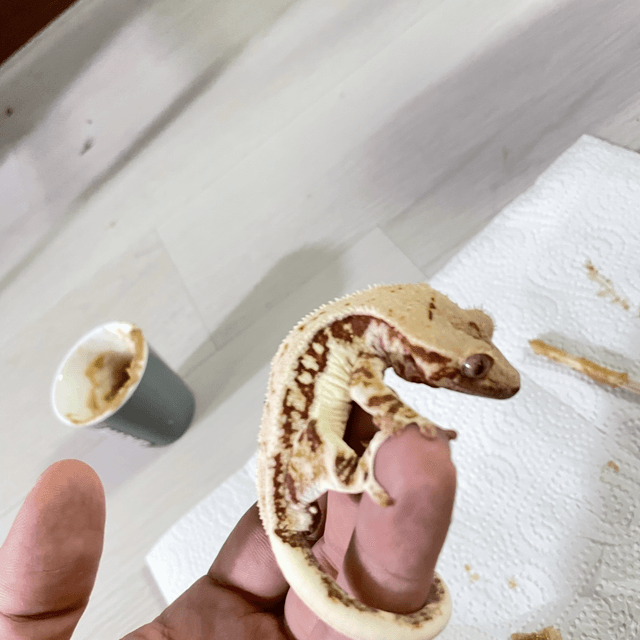 릴리화이트 레드