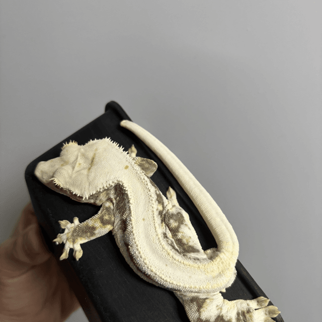 릴리화이트 다크