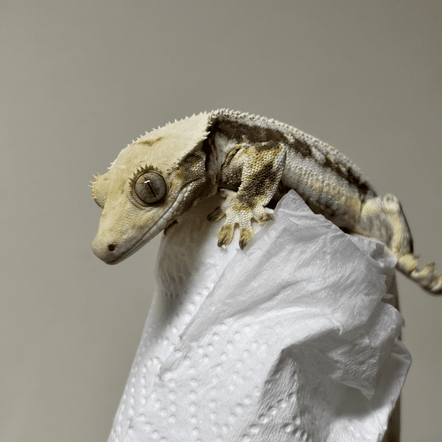 릴리화이트 다크