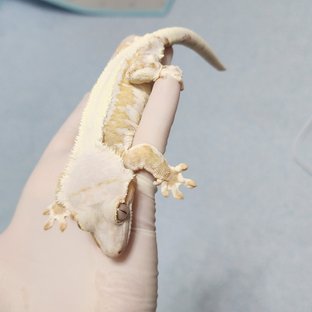 릴리화이트 크림