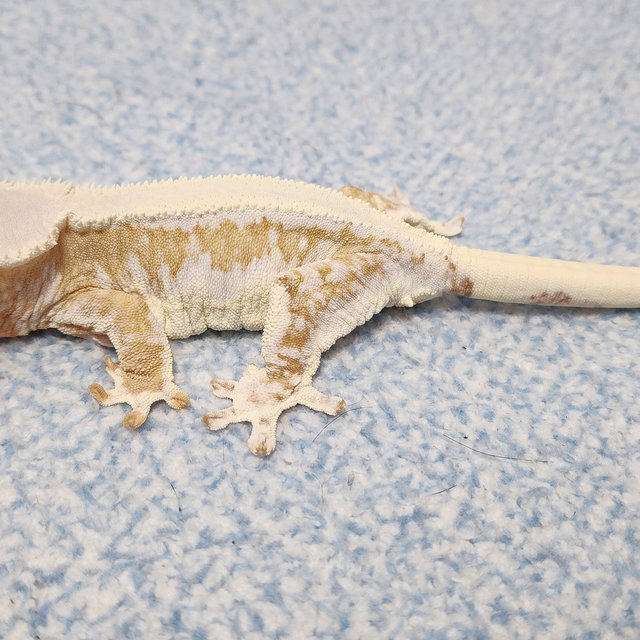 릴리화이트 크림