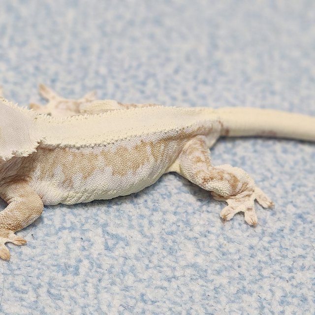 릴리화이트 크림