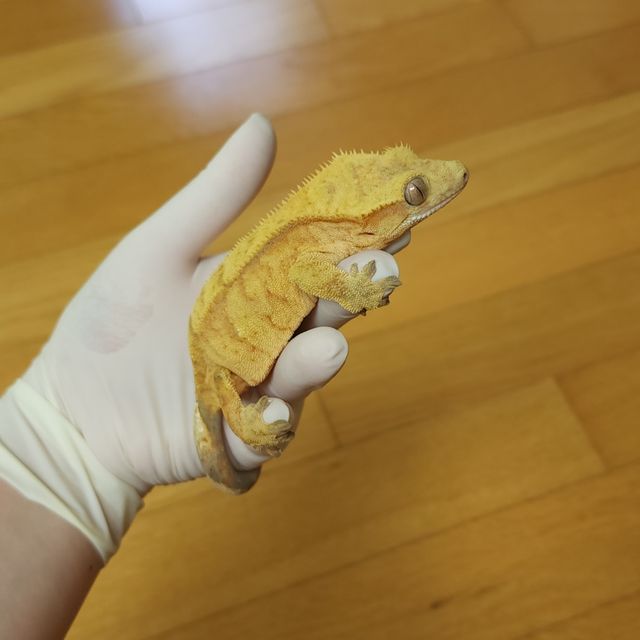 옐로우 브린들