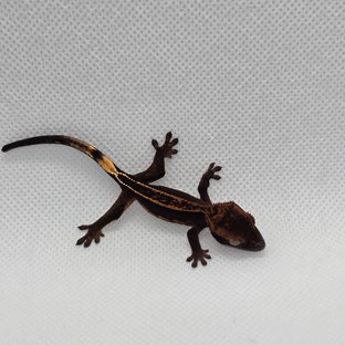 엠티백 슈퍼스트라이프 챠콜