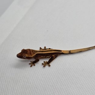 슈퍼스트라이프 엠티백