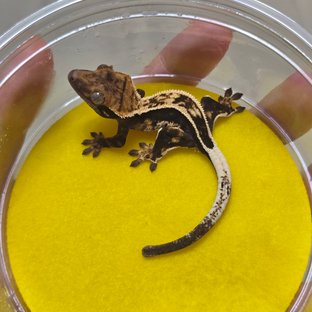 엠티백 화이트핀