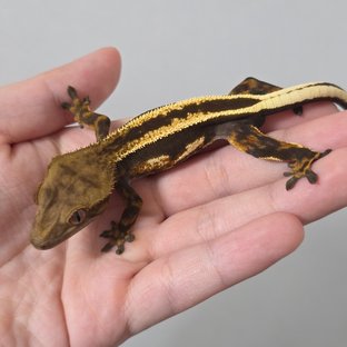 Super Stripe Empty Back