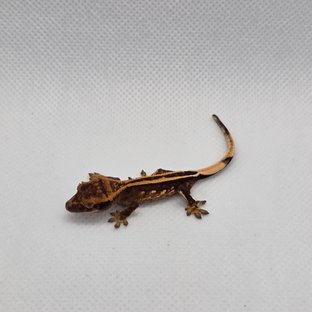 슈퍼스트라이프 엠티백