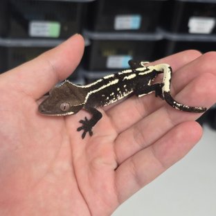 Axanthic