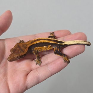 Super Stripe Empty Back