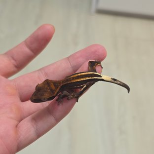 엠티백 슈퍼스트라이프 카푸치노 챠콜