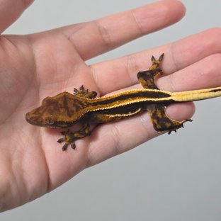 Super Stripe Empty Back