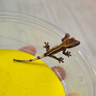 슈퍼스트라이프 엠티백