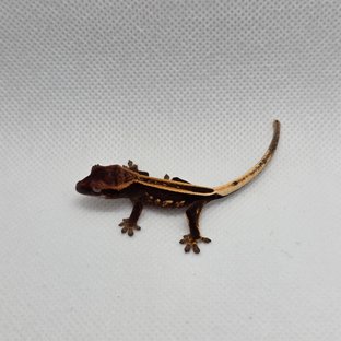 슈퍼스트라이프 엠티백