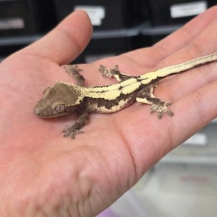 LW Sable Axanthic