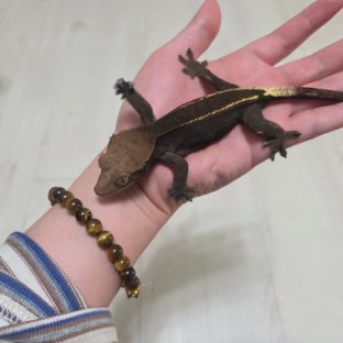 카푸치노 엠티백