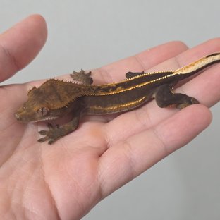 Super Stripe Empty Back