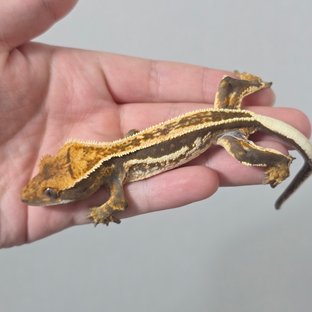 Super Stripe White Pin Quad