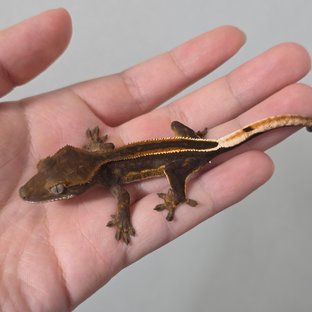 Super Stripe Empty Back