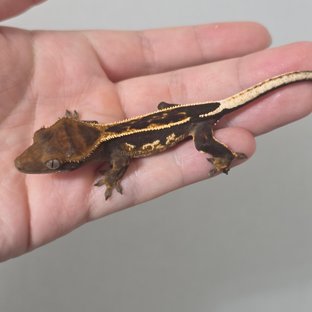 Super Stripe Empty Back