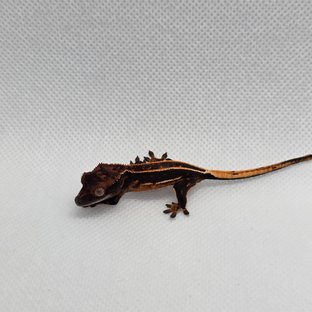 슈퍼스트라이프 엠티백