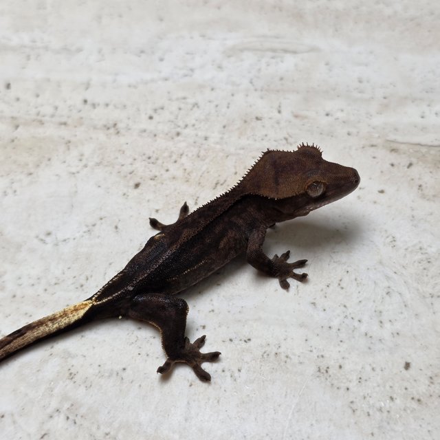 Super Stripe Charcoal