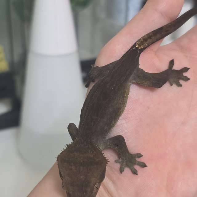 엠티백 다크 팬텀