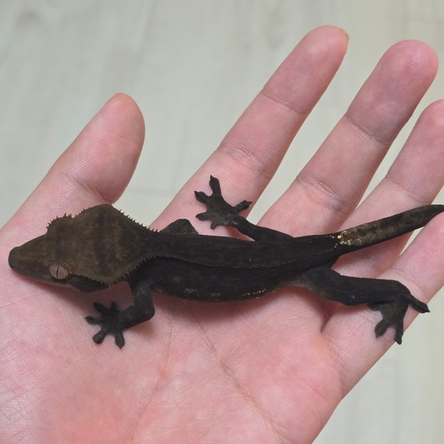 엠티백 다크 팬텀