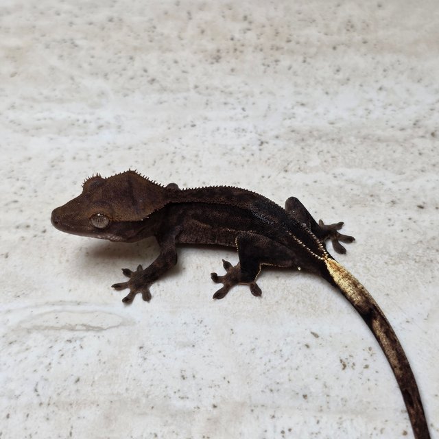 Super Stripe Charcoal