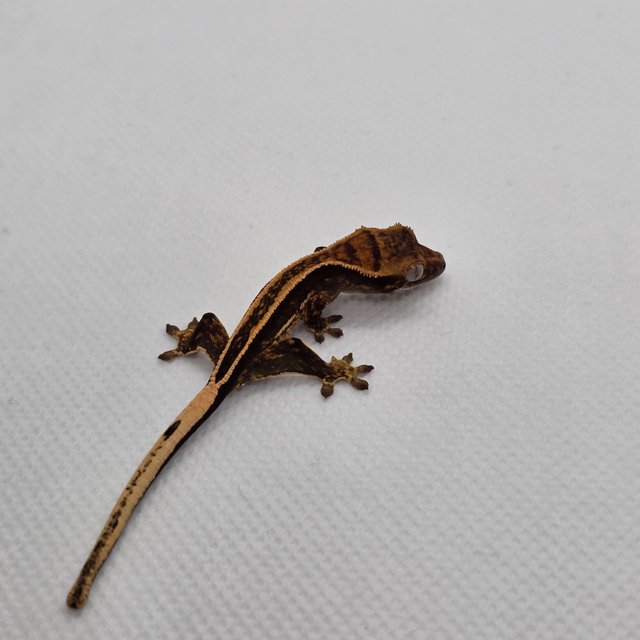 슈퍼스트라이프 엠티백